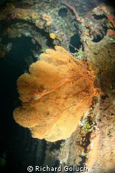 Gorgonian sea fan inside Unkai Maru by Richard Goluch 